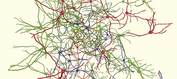Виртуальная нейронная сеть, полученная В. Мироновым (Нижегородский нейроцентр) («Природа» №6, 2015)