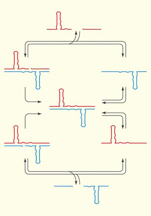 Репликатор это что такое в биологии. v poiskah nachala evolutsii 04 300. Репликатор это что такое в биологии фото. Репликатор это что такое в биологии-v poiskah nachala evolutsii 04 300. картинка Репликатор это что такое в биологии. картинка v poiskah nachala evolutsii 04 300. репликатор — ген репликатор Генетический фактор, контролирующий репликацию участка ДНК (группы генов), т.е. репликона; Р. функционально связан с геном инициатором, а в отсутствии репликации Р. репрессирован. . Репликатор это что такое в биологии. v poiskah nachala evolutsii 04 300. Репликатор это что такое в биологии фото. Репликатор это что такое в биологии-v poiskah nachala evolutsii 04 300. картинка Репликатор это что такое в биологии. картинка v poiskah nachala evolutsii 04 300. репликатор — ген репликатор Генетический фактор, контролирующий репликацию участка ДНК (группы генов), т.е. репликона; Р. функционально связан с геном инициатором, а в отсутствии репликации Р. репрессирован. .