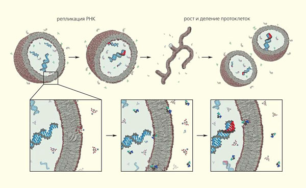 Репликатор это что такое в биологии. v poiskah nachala evolutsii 05 600. Репликатор это что такое в биологии фото. Репликатор это что такое в биологии-v poiskah nachala evolutsii 05 600. картинка Репликатор это что такое в биологии. картинка v poiskah nachala evolutsii 05 600. репликатор — ген репликатор Генетический фактор, контролирующий репликацию участка ДНК (группы генов), т.е. репликона; Р. функционально связан с геном инициатором, а в отсутствии репликации Р. репрессирован. . Репликатор это что такое в биологии. v poiskah nachala evolutsii 05 600. Репликатор это что такое в биологии фото. Репликатор это что такое в биологии-v poiskah nachala evolutsii 05 600. картинка Репликатор это что такое в биологии. картинка v poiskah nachala evolutsii 05 600. репликатор — ген репликатор Генетический фактор, контролирующий репликацию участка ДНК (группы генов), т.е. репликона; Р. функционально связан с геном инициатором, а в отсутствии репликации Р. репрессирован. .