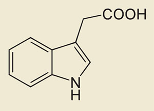 Ауксин («Наука и жизнь» №2, 2016)