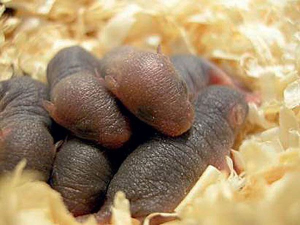 Трансгенные мыши («Популярная механика» №4, 2016)