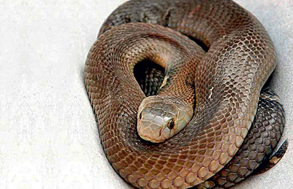 Черная мамба («Популярная механика» №6, 2016)