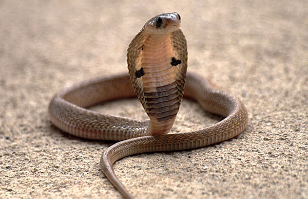 Очковая кобра («Популярная механика» № 6, 2016)