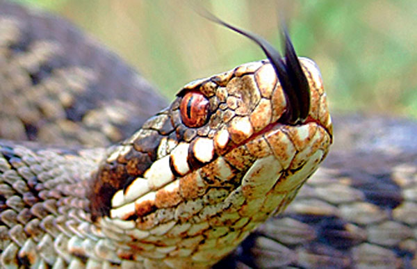 Обыкновенная гадюка («Популярная механика» № 6, 2016)