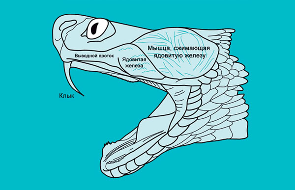 Гадюковые обладают самым развитым ядовитым аппаратом («Популярная механика» № 6, 2016)