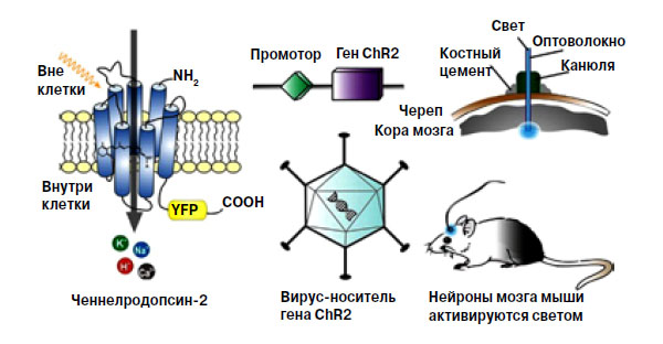 Рис. 1. Общая схема введения фотоактивируемого канала в нейроны («Химия и жизнь» №2, 2016)