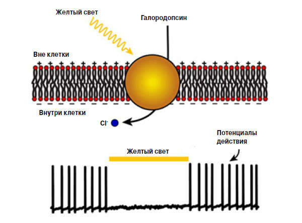 Рис. 2. Схема работы галородопсина («Химия и жизнь» №2, 2016)