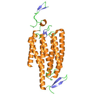 Кристаллическая структура ченнелродопсина (изображение: en.wikipedia.org) («Химия и жизнь» №2, 2016)