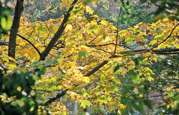 Куда уходит лето? («Наука и жизнь» №9, 2016)