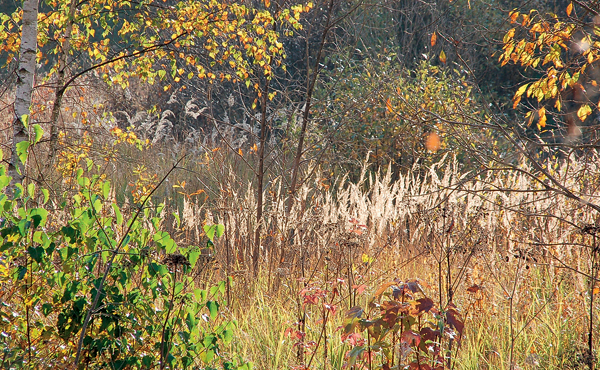 Куда уходит лето? («Наука и жизнь» №9, 2016)
