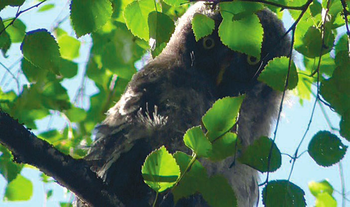 Один птенец выглядывал из-за березовых листьев («Троицкий вариант» №19(213), 20.09.2016)