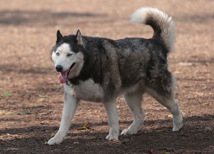 Первая собака, заболевшая трансмиссивным раком, могла выглядеть примерно так («Химия и жизнь» №5, 2016)