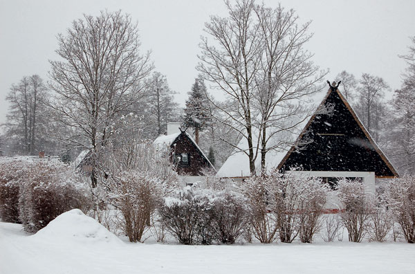 Зима. Фото Натальи Домриной («Наука и жизнь» №1, 2017)
