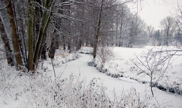 Зима. Фото Натальи Домриной («Наука и жизнь» №1, 2017)