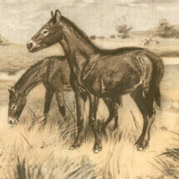 Трехпалая лошадка мезогиппус была современником великого похолодания на рубеже эоценовой и олигоценовой эпох. Соотношение стабильных изотопов кислорода и углерода в костях и зубах мезогиппуса сохранило ценную информацию об этом событии. (Картина Зденека Буриана с сайта evolbiol.ru)