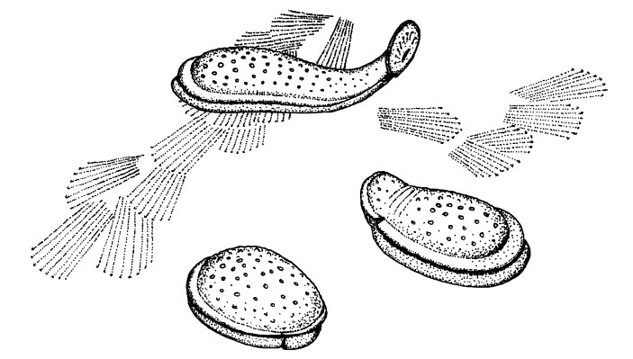 Рис. 2. Кимберелла. Первый известный нам многоклеточный организм. Рисунок: Paleontological Journal, 2009, 43 («Химия и жизнь» №10, 2016)