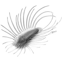 Orthrozanclus reburrus — морское животное, жившее 505 млн лет назад, — по-видимому, является близким родственником общего предка моллюсков и кольчатых червей (рис. из обсуждаемой статьи в Science