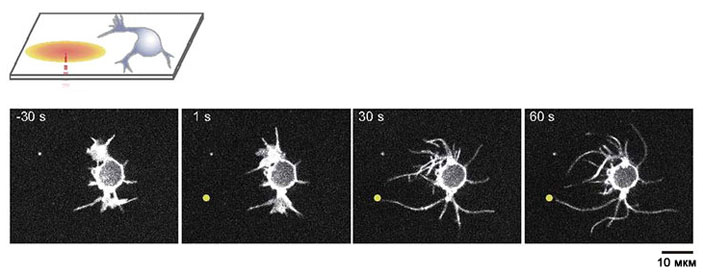 При тепловом воздействии на нейрон его отростки начинают расти в сторону источника тепла со скоростью 10 мкм в минуту. Иллюстрация: Oyama, K., Zeeb, V. et al. Nature Sci. Rep. 5, 16611 (2015) («Наука и жизнь» №3, 2017)
