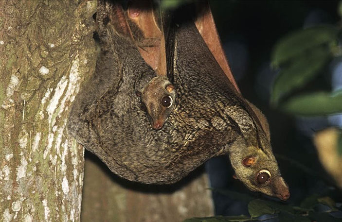 Малайский шерстокрыл Galeopterus variegatus (самка с детенышем) («Химия и жизнь» №7, 2016)