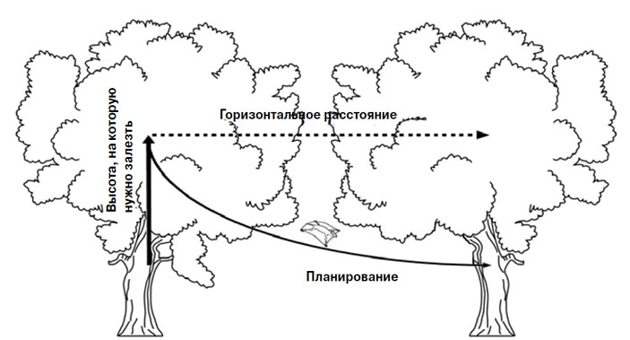 Рис. 1. Шерстокрыл перемещается с дерева на дерево («Химия и жизнь» №7, 2016)