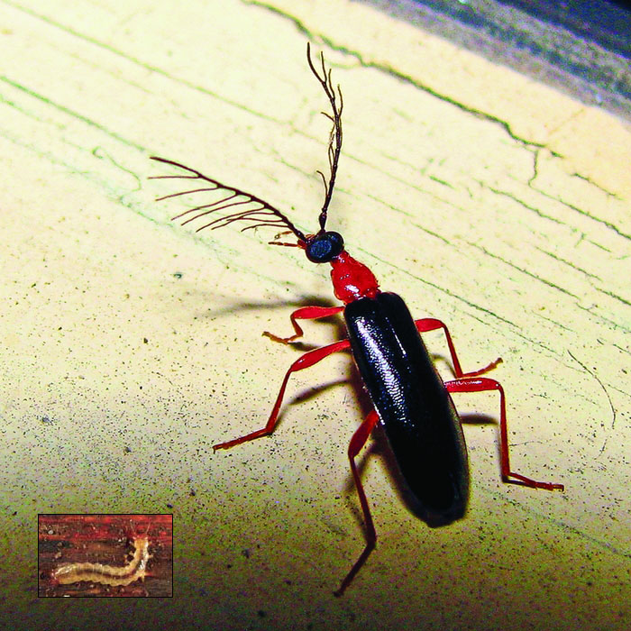 Рис. 1. Личинка жука Dendroides canadensis. Фото: Грэм Монтгомери, Eric Heupel (flickr.com) («Химия и жизнь» №12, 2016)