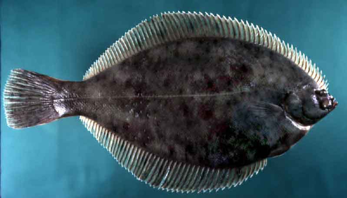 Рис. 3. Зимняя камбала (Pseudopleuronectes americanus). Фото: wikipedia.org («Химия и жизнь» №12, 2016)