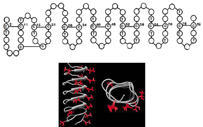 Рис. 4. Белок-антифриз DAFP-1 жука D. canadensis и его третичная структура. Изображения: PNAS USA, 2013;110, 5, 1617–1622, Plant Molecular Biology, 2002, 50, 3, 333–344. («Химия и жизнь» №12, 2016)