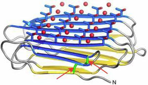 Рис. 5. Кристаллическая структура белка-антифриза жука Rhagium inquisitor со связанными молекулами воды. Изображение: Journal of Biological Chemistry, 2013, 288, 17, 2295–12304 («Химия и жизнь» №12, 2016)