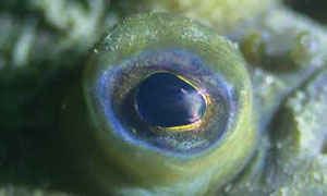 Печальный глаз зимней камбалы. Фото: Eric Heupel (flickr.com) («Химия и жизнь» №12, 2016)