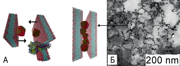 Модель взаимодействия вирусных мембран и наночастиц диоксида церия; микрофотография вакцины Vaxigrip после взаимодействия с наночастицами диоксида церия («Коммерсантъ Наука» №1, февраль 2017)