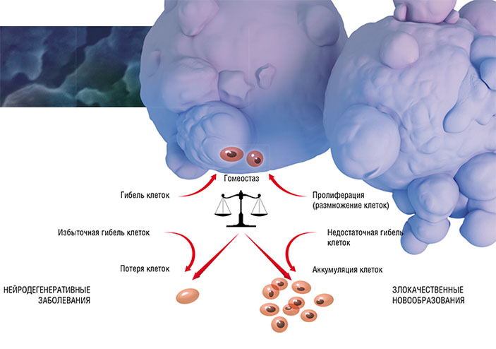 Роль гибели клеток в регуляции поддержания гомеостаза тканей («Наука из первых рук» №1(73), 2017)