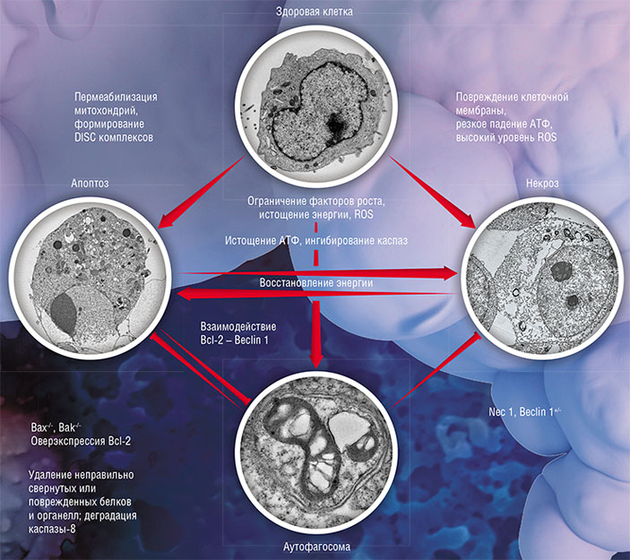 При апоптозе происходит ряд необратимых изменений клеточной морфологии («Наука из первых рук» №1(73), 2017)