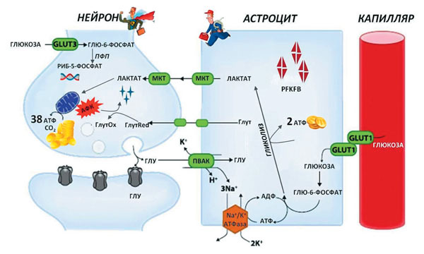 Схема метаболических взаимодействий между клетками мозга — нейронами и астроцитами («Наука и жизнь» №4, 2017)