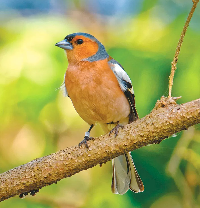 Зяблик <i>Fringilla coelebs</i> (самец)