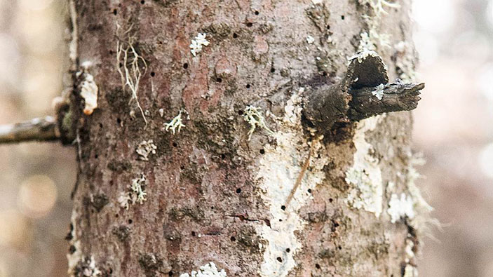 Погибшая пихта. Видны пробуравленные жуками полиграфа отверстия. Фото: Вячеслав Харук («Коммерсантъ Наука» №3, май 2017)