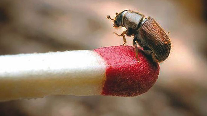 Жук-короеда Dendroctonus ponderosae («Коммерсантъ Наука» №3, май 2017)