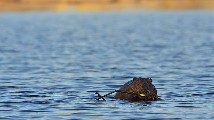 Бобр. Фото: А. Р. Тюлин («Коммерсантъ Наука» №3, май 2017)