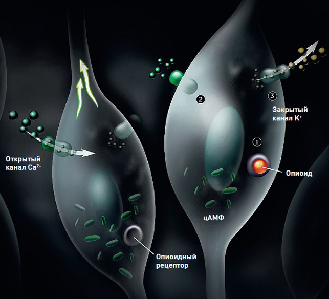 Обезболивание при помощи морфия («Популярная механика» №5, 2017)
