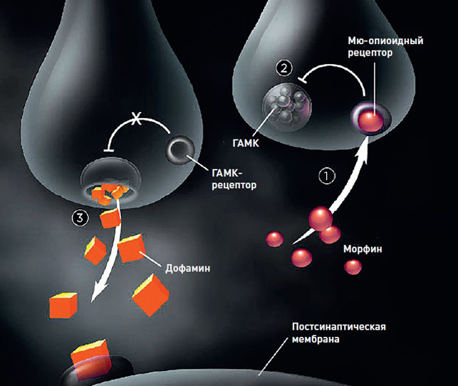 Механизм возникновения эйфории при применении морфия («Популярная механика» №5, 2017)