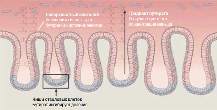 Рис. 2. Стволовые клетки защищены от действия бутирата естественным градиентом концентрации и активной деятельностью клеток эпителия («Химия и жизнь» №2, 2017)
