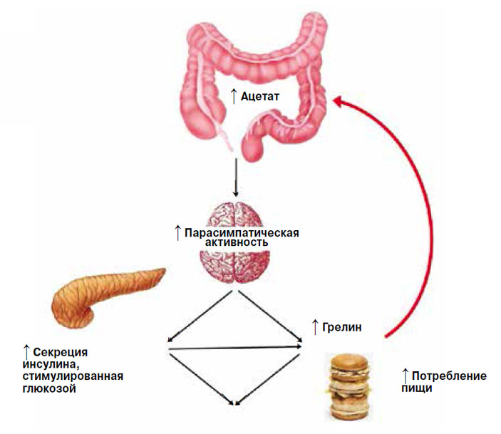 Рис. 3. При избыточном питании ацетат кишечных бактерий стимулирует развитие ожирения («Химия и жизнь» №2, 2017)