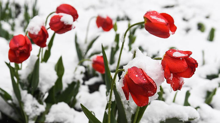 Тюльпаны, засыпанные снегом. Фото: Кирилл Кухмарь / ТАСС («Коммерсантъ Наука» №4, июнь 2017)