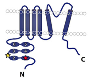 Рис. 1. Схема рецептора TRPV1 («Химия и жизнь» №6, 2017)