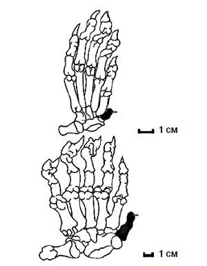 Рис. 2. Скелеты кисти красной и большой панд («Химия и жизнь» №6, 2017)