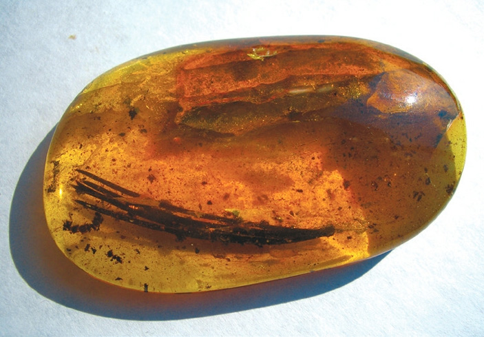 <b>Рис. 2.</b> Иглы янтареносной сосны в янтаре. Образец и фото В. А. Гусакова («ТрВ» №13(232), 04.07.2017)