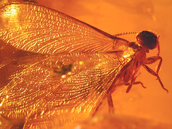 <b>Рис. 4.</b> Крылатый термит из включения в янтаре. Образец и фото В. А. Гусакова («ТрВ» №13(232), 04.07.2017)