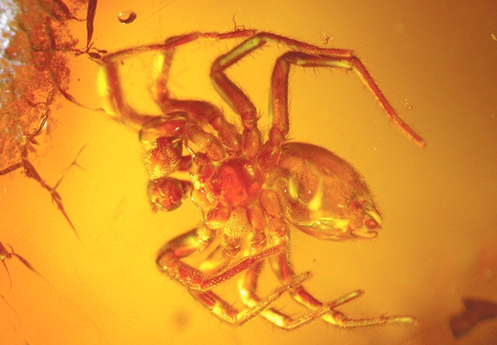 <b>Рис. 5.</b> Паук из включения в янтаре. Образец и фото В. А. Гусакова («ТрВ» №13(232), 04.07.2017)