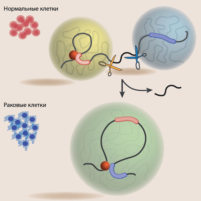 Рис. 2. Контакты между энхансерами и промоторами, как правило, формируются внутри одного ТАДа («Коммерсантъ Наука» №5, июль 2017)