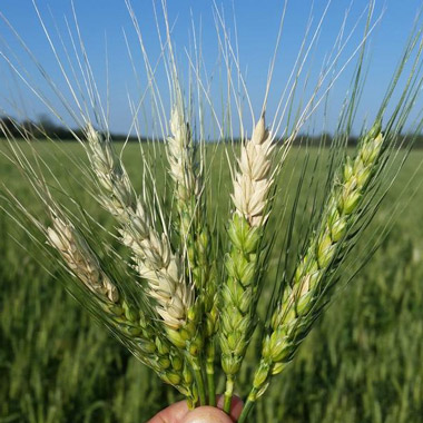 Пшеница, пораженная грибом Pyricularia oryzae