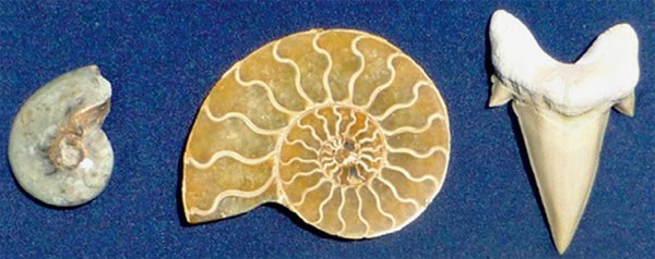 Типичные окаменелости: аммонит, аммонит в разрезе, зуб ископаемой акулы. Из коллекции Ник. Горькавого («Наука и жизнь» №10, 2017)